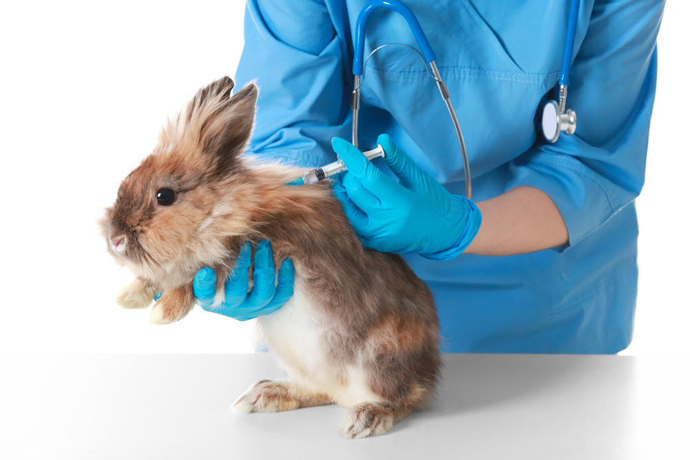 Vaccination chez le lapin