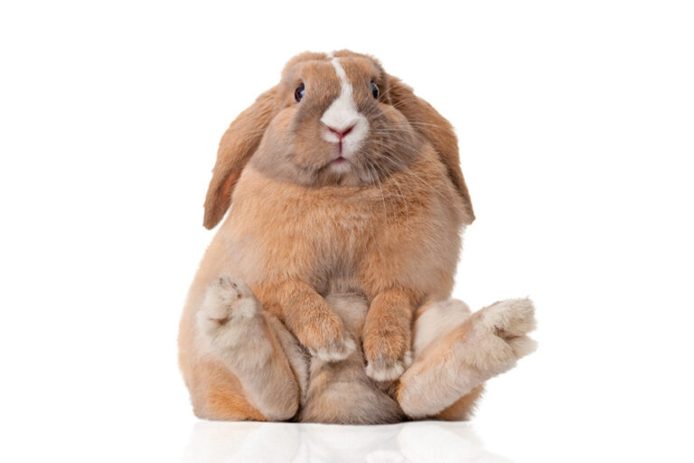 Alimentation du lapin de compagnie : Comment éviter que mon lapin devienne obèse ?